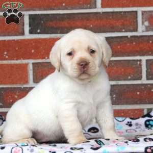 Angel, Yellow Labrador Retriever Puppy