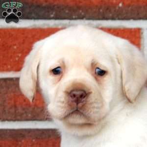 Angel, Yellow Labrador Retriever Puppy