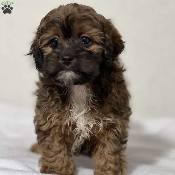 Angel, Shih-Poo Puppy