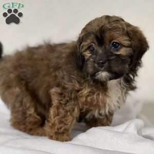 Angel, Shih-Poo Puppy