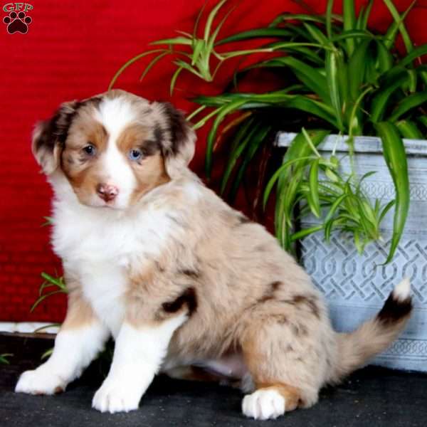 Angela, Miniature Australian Shepherd Puppy