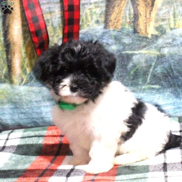 Angie, Havanese Puppy