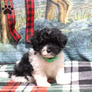 Angie, Havanese Puppy