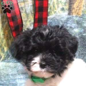 Angie, Havanese Puppy