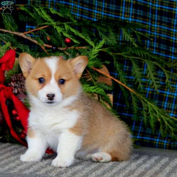 Anita, Pembroke Welsh Corgi Puppy