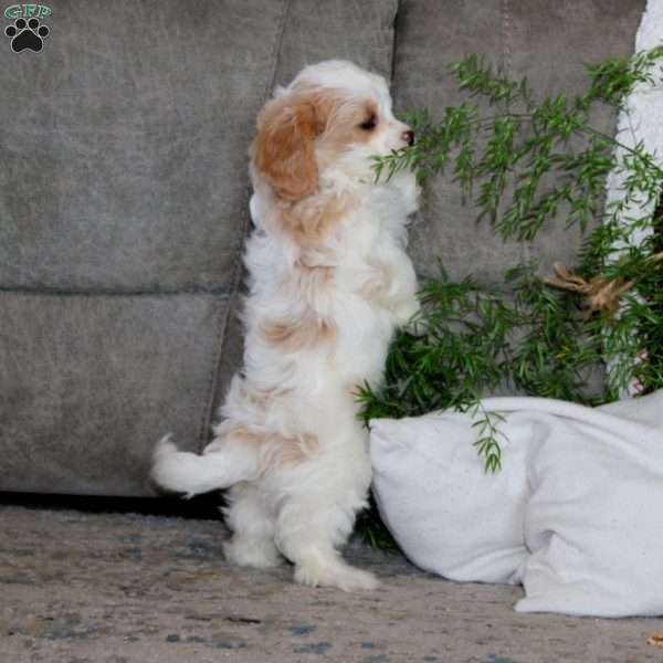 Anita, Cavachon Puppy