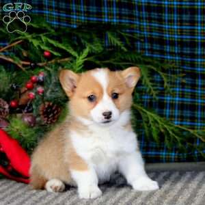 Anita, Pembroke Welsh Corgi Puppy