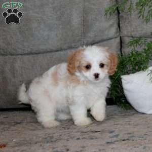 Anita, Cavachon Puppy