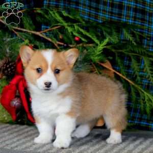 Anita, Pembroke Welsh Corgi Puppy