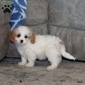 Anita, Cavachon Puppy