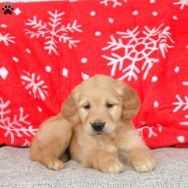 Anna, Golden Retriever Puppy