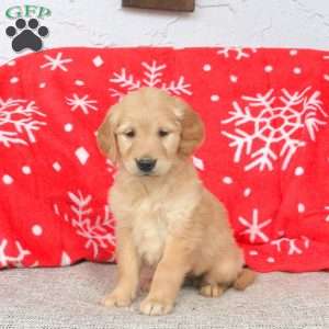 Anna, Golden Retriever Puppy