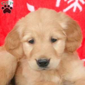 Anna, Golden Retriever Puppy