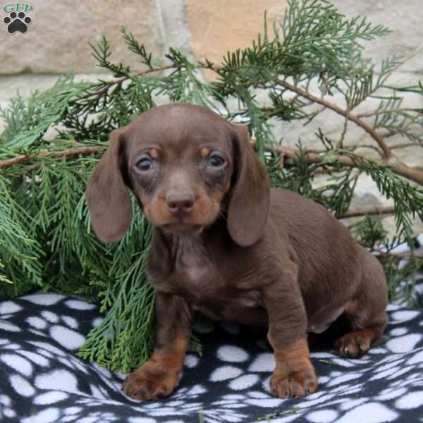 Annie, Dachshund Puppy