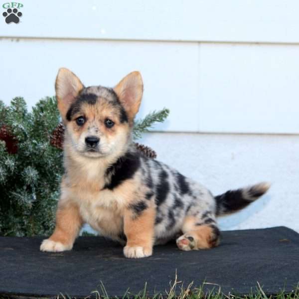 Annie, Pembroke Welsh Corgi Puppy