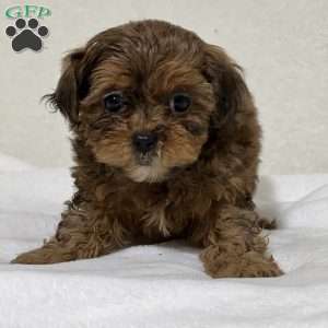 Annie, Shih-Poo Puppy