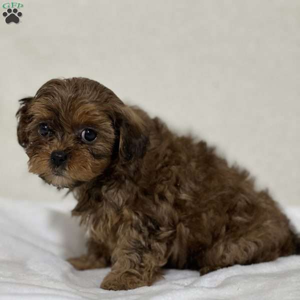 Annie, Shih-Poo Puppy