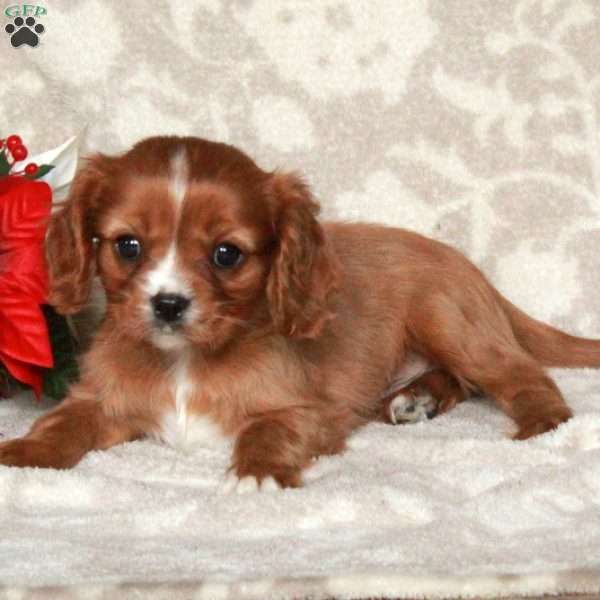 Ansel, Cavalier King Charles Spaniel Puppy