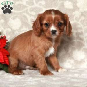 Ansel, Cavalier King Charles Spaniel Puppy