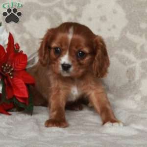 Ansel, Cavalier King Charles Spaniel Puppy