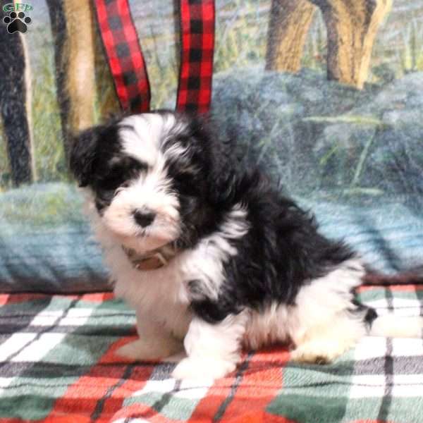 Anton, Havanese Puppy