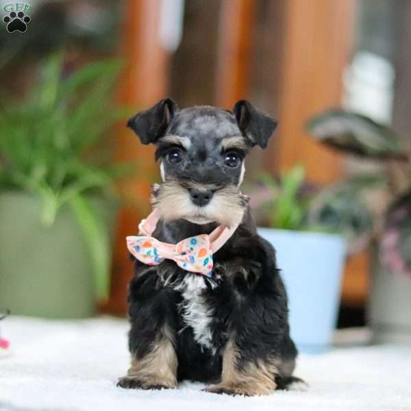 Anya, Miniature Schnauzer Puppy