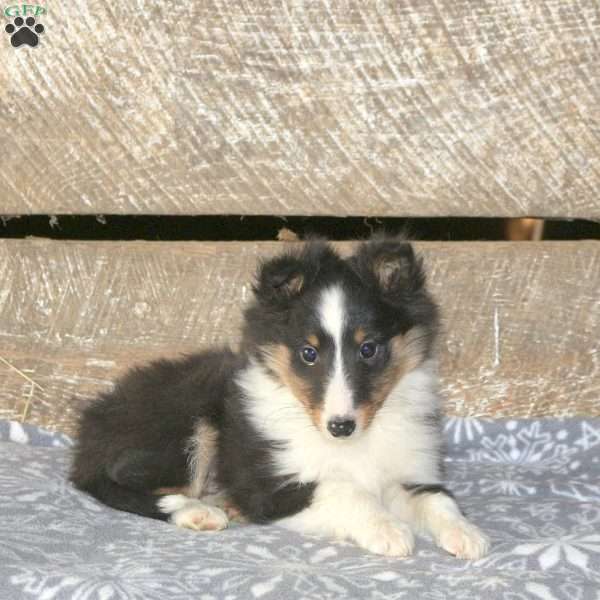 Apollo, Sheltie Puppy