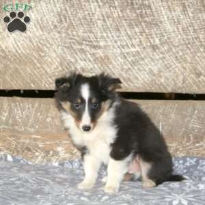 Apollo, Sheltie Puppy