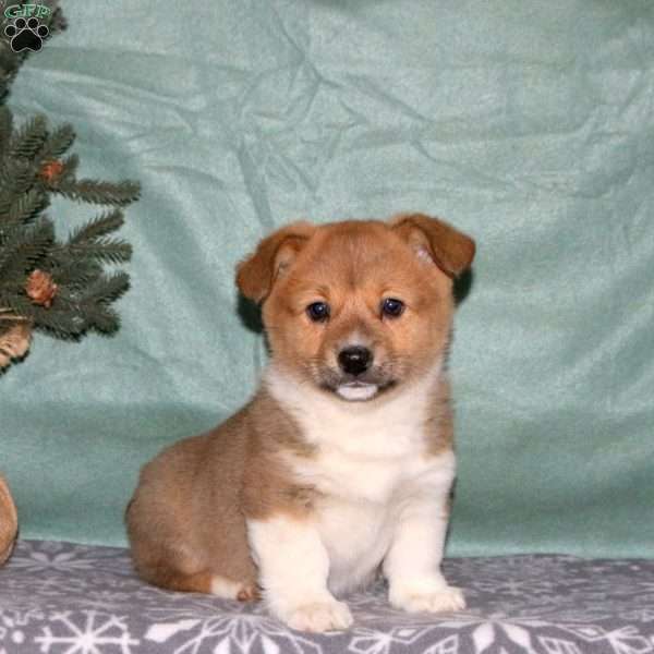 April, Pembroke Welsh Corgi Puppy