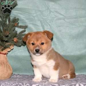 April, Pembroke Welsh Corgi Puppy