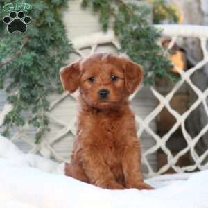 April, Mini Goldendoodle Puppy