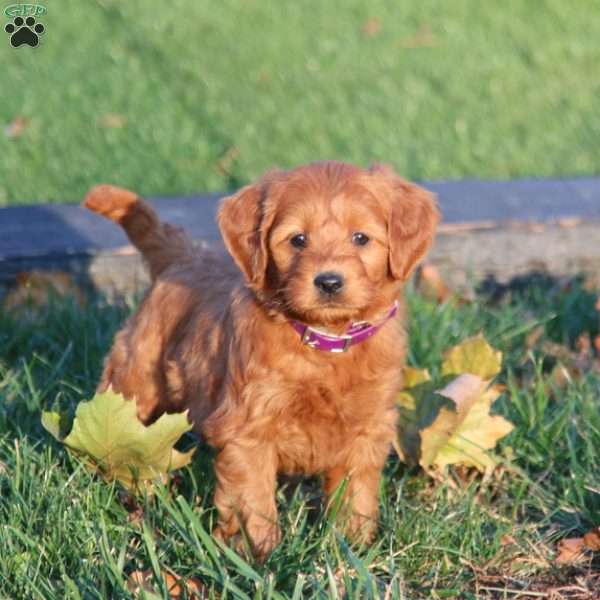 April, Mini Goldendoodle Puppy