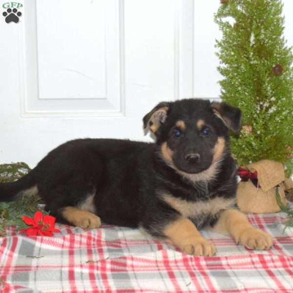 Archer, German Shepherd Puppy