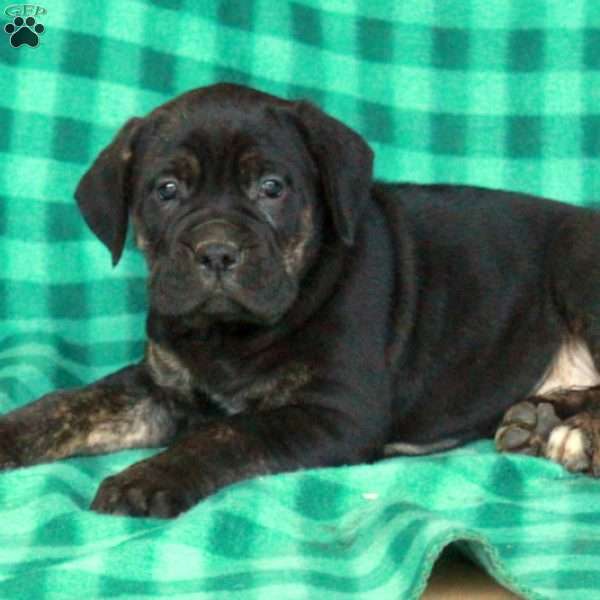 Archer, Cane Corso Puppy