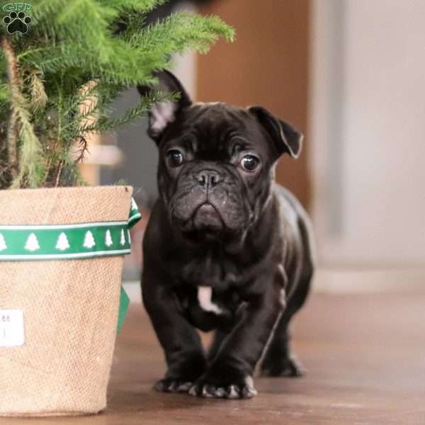 Archie, French Bulldog Puppy