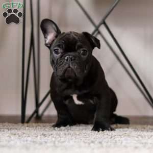 Archie, French Bulldog Puppy