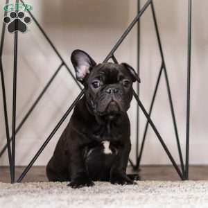 Archie, French Bulldog Puppy