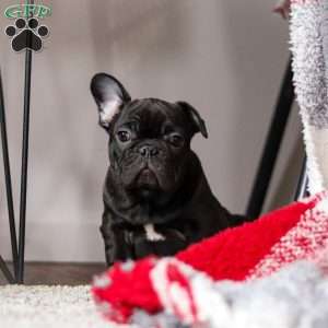 Archie, French Bulldog Puppy