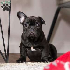 Archie, French Bulldog Puppy