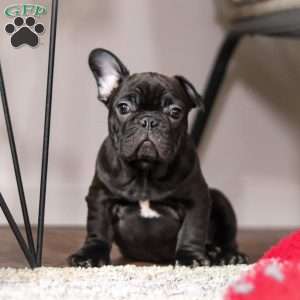 Archie, French Bulldog Puppy