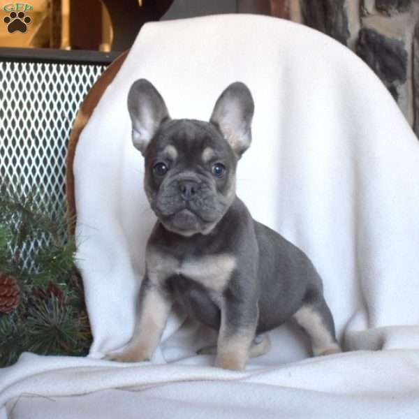 Archie, French Bulldog Puppy