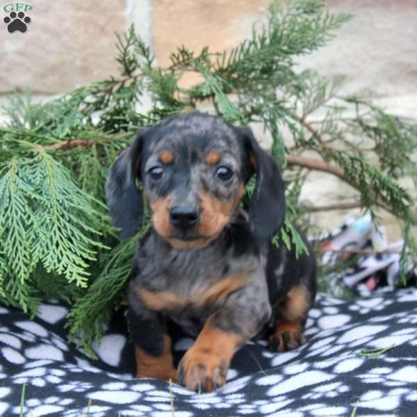 Archie, Dachshund Puppy