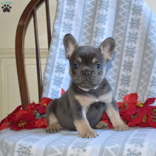 Archie, French Bulldog Puppy