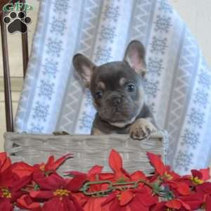 Archie, French Bulldog Puppy