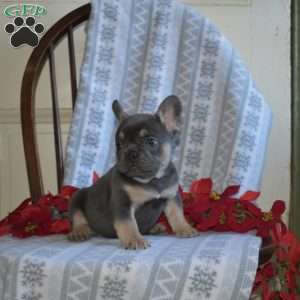 Archie, French Bulldog Puppy