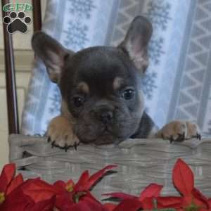 Archie, French Bulldog Puppy