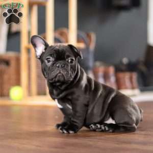 Archie, French Bulldog Puppy