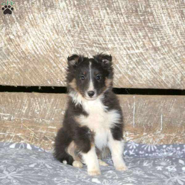 Ares, Sheltie Puppy