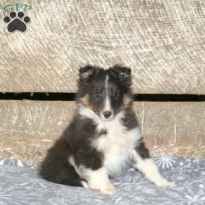 Ares, Sheltie Puppy