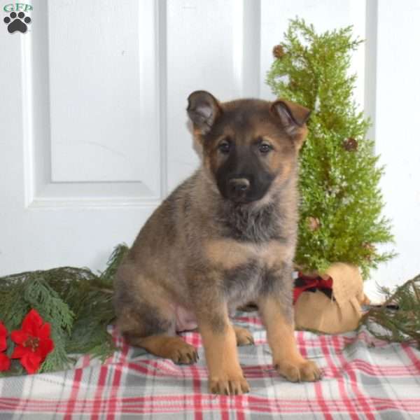 Ariel, German Shepherd Puppy